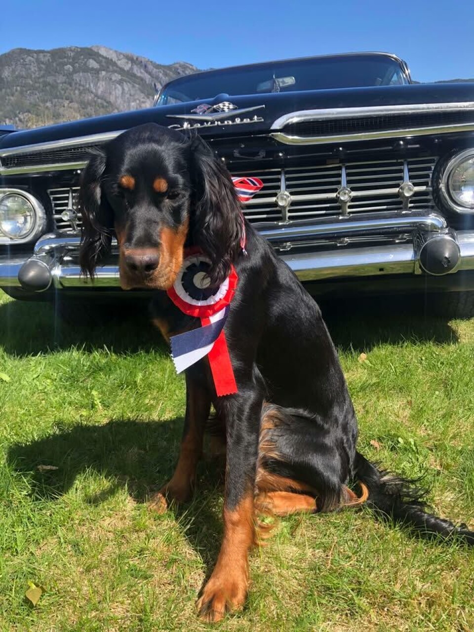 Gordon setteren Saga klar for 17.mai 🇳🇴 2025.