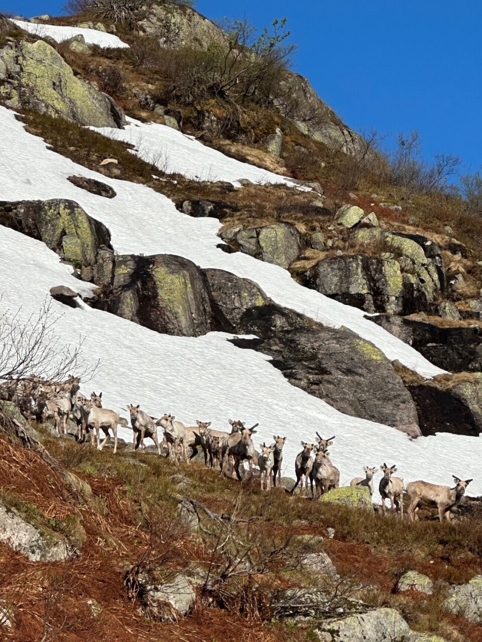 Møtte dette toget i dag tidleg, vest i fjella, Tokke.