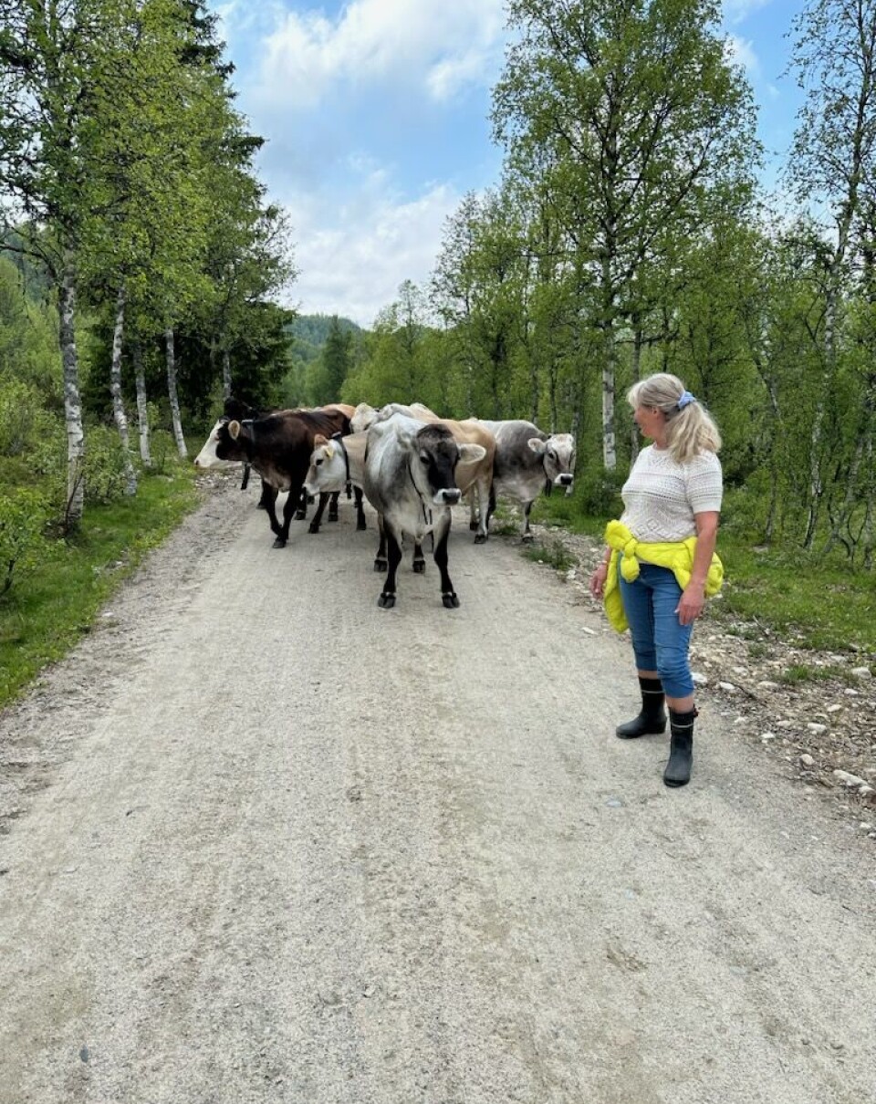 – Eg er så stolt over at kyrne til Marianne beiter her. Det er eg så glad for, seier Anna Lisa.