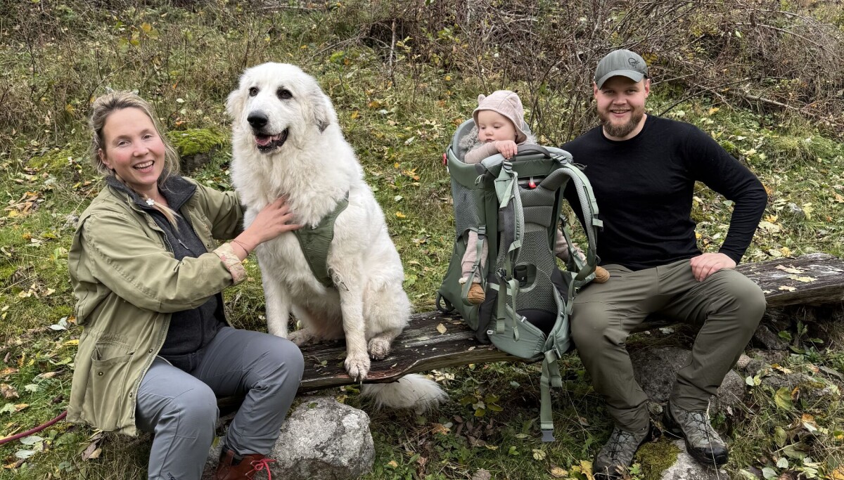 I Vest-Telemark er det meir enn 500 fråflytta gardsbruk. Samstundes ...