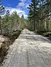 Grusveg som går gjennom furuskog under blå himmel.