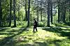 Person går med hund mellom tre i ein solfylt skog.