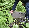 Person bøyer seg ved ein rund stein mellom grøne plantar.