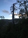Dødt tre med nakne greiner mot kveldshimmel.