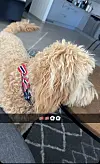 Hund med norskflagga halsband ved bord i kjøken.