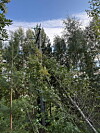 Mobilmast mellom tre og busker i skog.