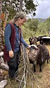 Kvinne klappar ein sau ved eit gjerde i skogkledd fjellterreng.