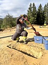 Arbeidar med vernehjelm grev i sandjord ved sida av blå bøtter.