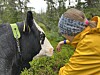 Person i gul jakke bøyer seg mot ei svartkvit ku i grønt landskap.