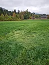 Sauene hadde kome trygt heim frå fjellet, og gjekk heime på beite då dei vart angripe av ulv.