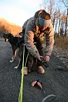Person bøyer seg over ein hund på ein grusveg, med ein annan hund like ved.